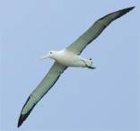 The Royal Albatross