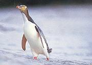 Yellow Eyed Penguin