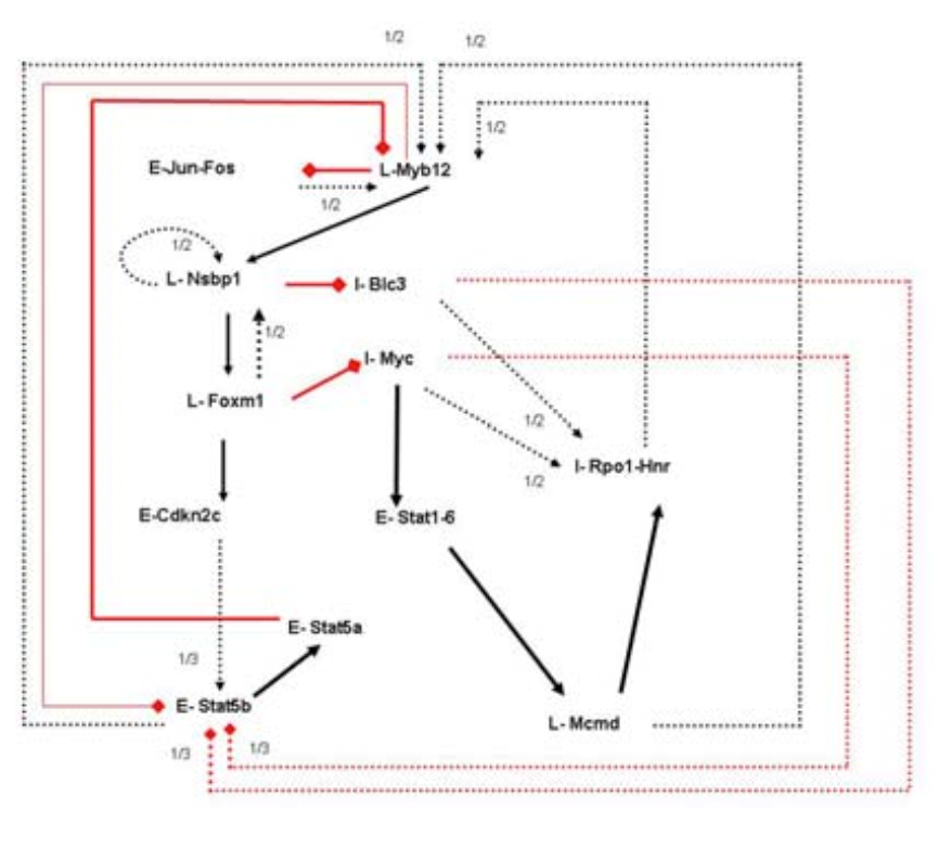 Boolean Network