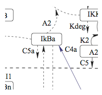 NF-kB Network