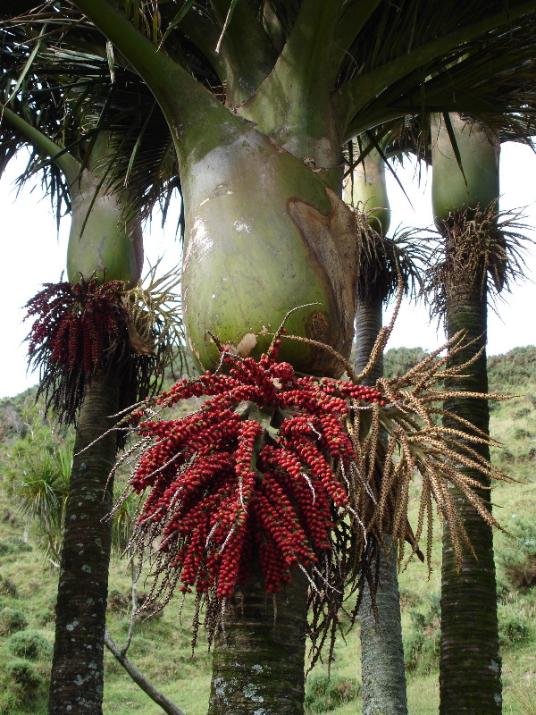 Nikau palm