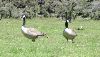 Canadese ganzen - paradise duck