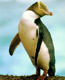 Yellow-eyed penguin